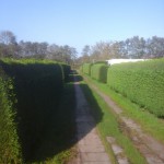 Coniferen- en ligusterhagen snoeien