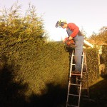 snoeien coniferenhaag